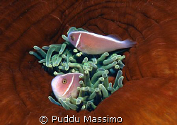 clown fishes,nikon f90x 60mm macro by Puddu Massimo 